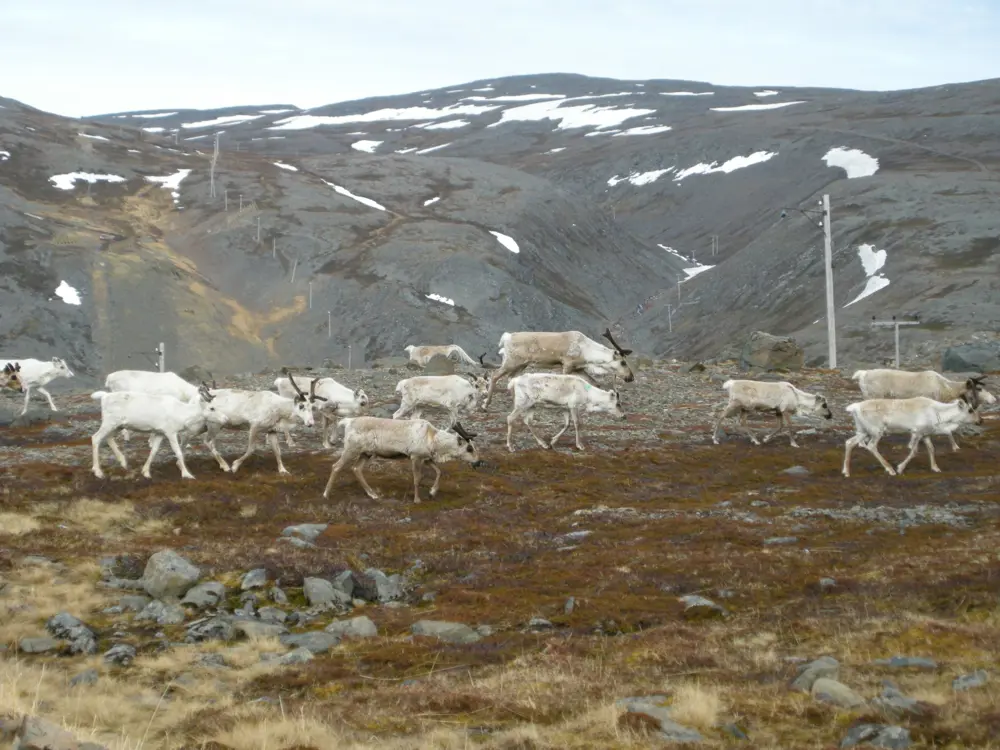 bilde Reinbeite: Frivillig avtale er best